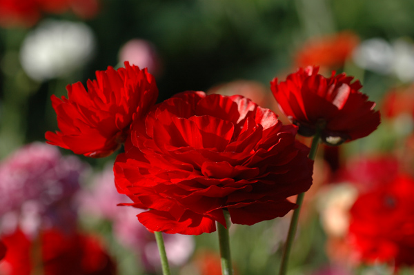 مجموعة ورد احمر رائع +rose flowers Red_flowers