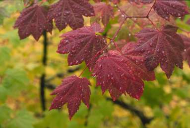 Vine Maple Leaves