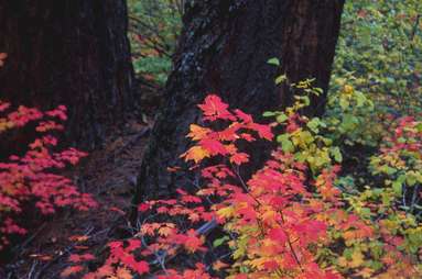 Vine Maple Leaves