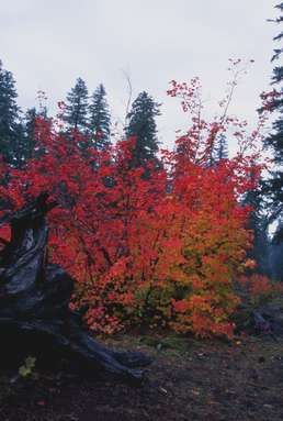 Vine Maple Leaves