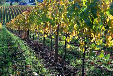 vineyards