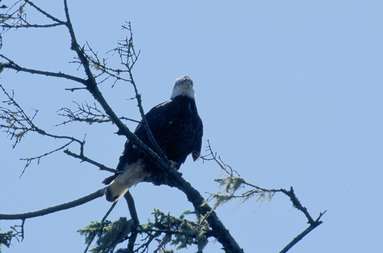 Bald Eagle