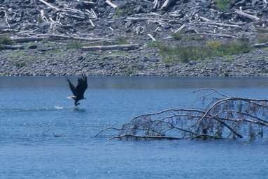 Bald Eagle with fish