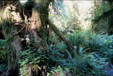 Hoh Rain Forest