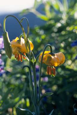 Tiger Lilly
