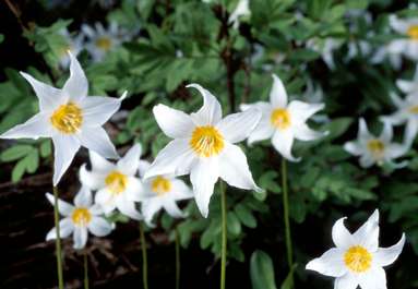 Avalanche Lilly