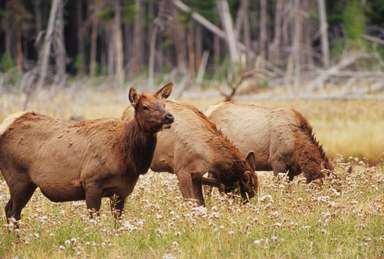 Elk Cows Grazing