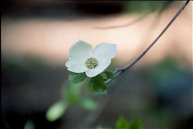 Dogwood Bloom