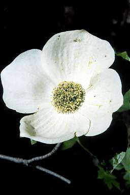 Dogwood Bloom