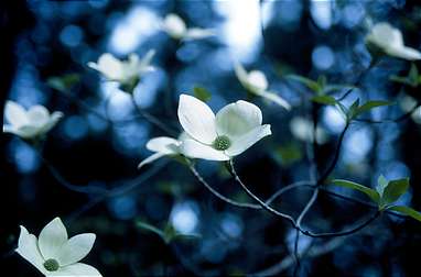 Dogwood Bloom