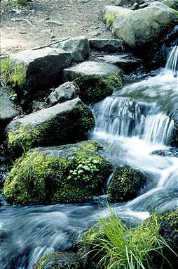 Fern Spring