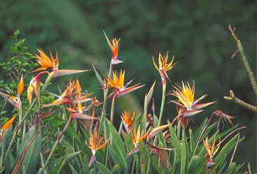 Birds of Paradise