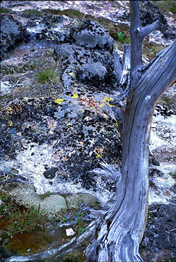 Rock at Artist Paint Pots