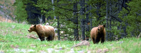 Grizzly Cubs