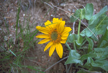 Wild sunflower