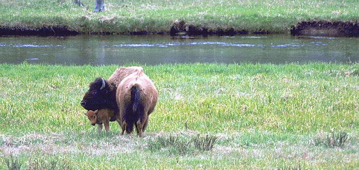  YNP_Buffalo_with_calf_0030 