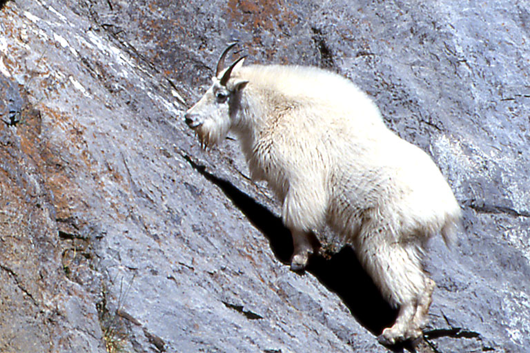  Mountain Goat 
