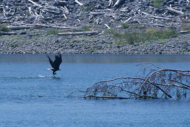  Bald Eagle with fish 