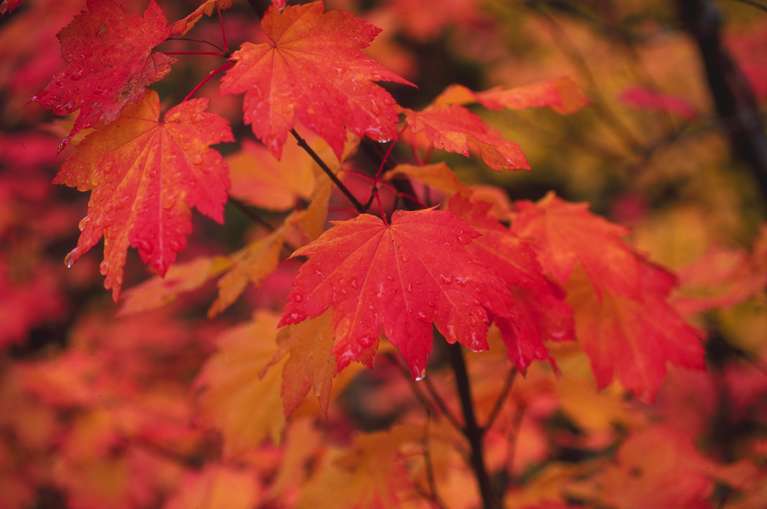 Vine Maple Leaves 