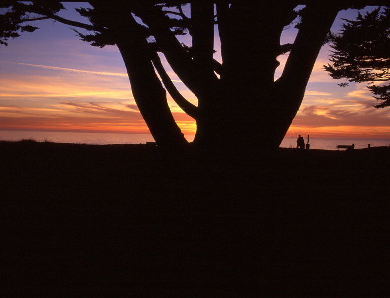  HalfMoonBayTree 