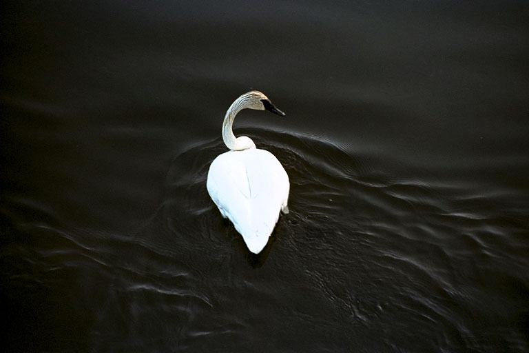  YNP_Single_Swan_0015 