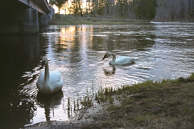  YNP_Swans_0018 