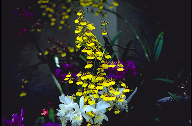 Balboa Park Orchid