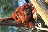 Orangutan at San Diego Zoo