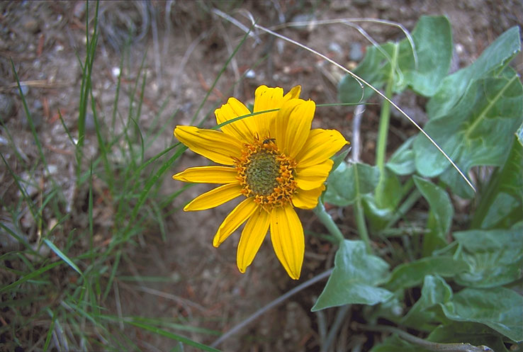  YNP_Sunflower_0043 