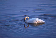 YNP Swan on the Madion River