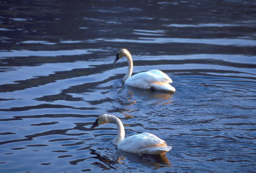 Swans on the Madison River