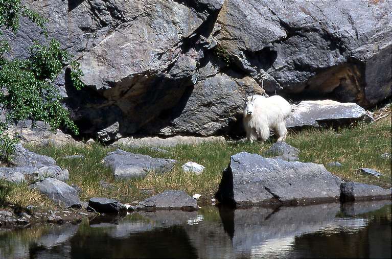  Mountain Goat 