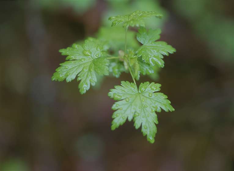  In Yoho National Park 