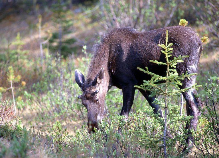  Moose - Jasper National Park 