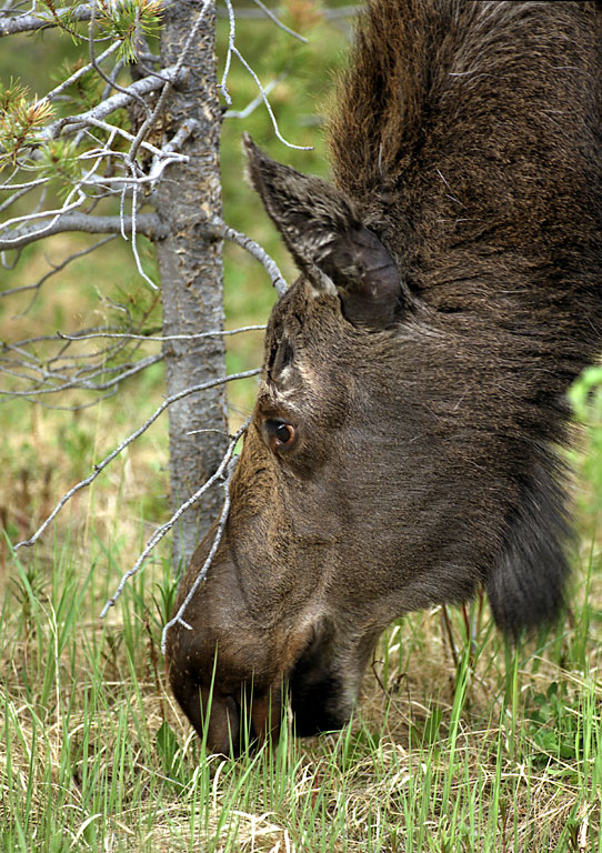  Moose - Jasper National Park 