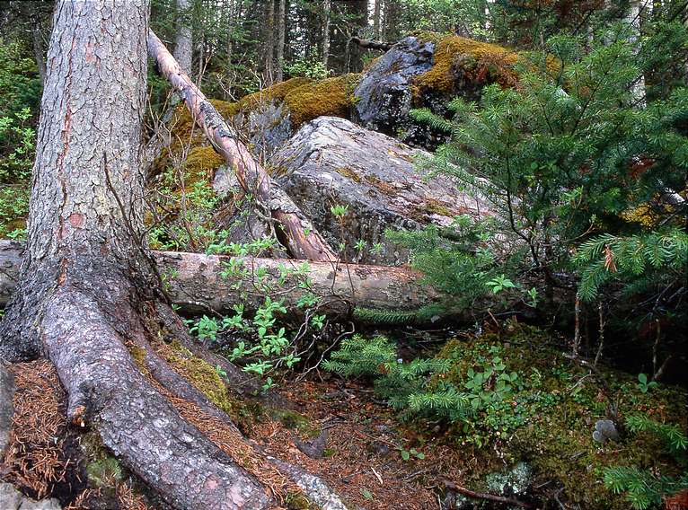  In Yoho National Park 