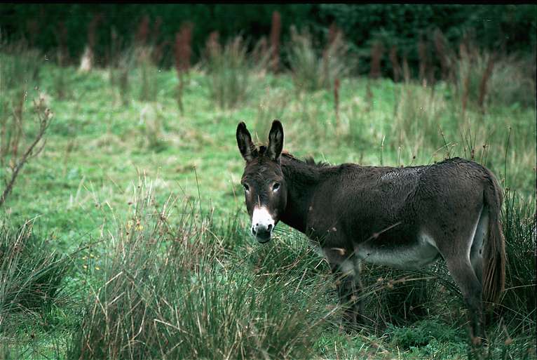  Mal Dua House Donkey 