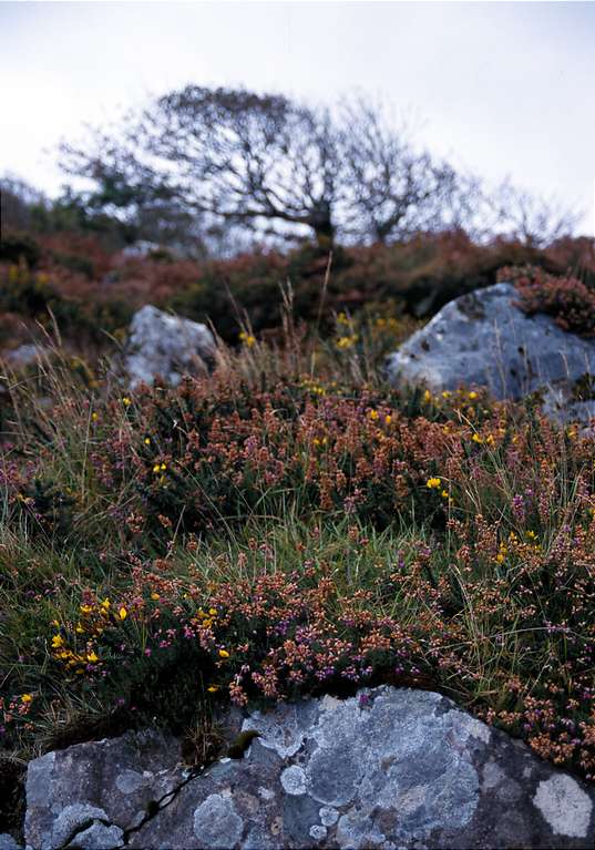  Connemara 