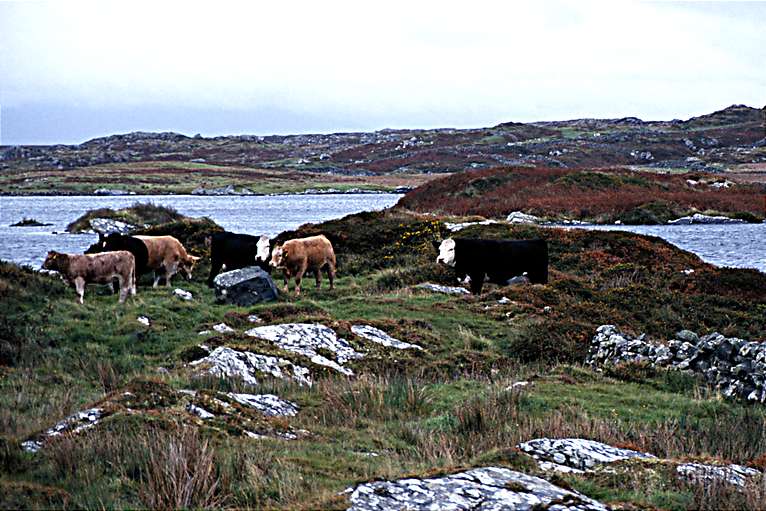  Connemara 