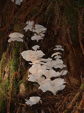 Fungus in Hoh Rain Forest