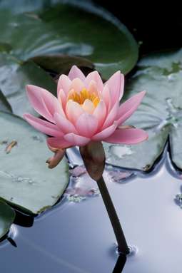 Lilly Flower