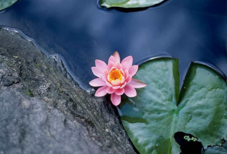  Lotus Flower 