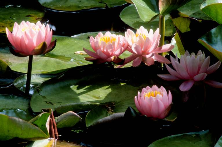  Lotus Flowers 
