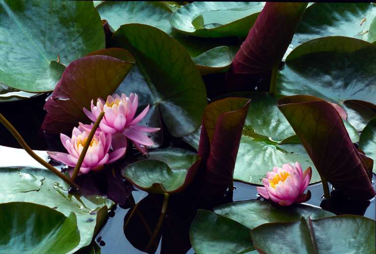  Lotus Flowers 