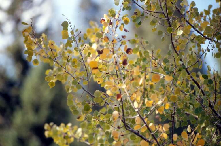 Aspen Leaves 