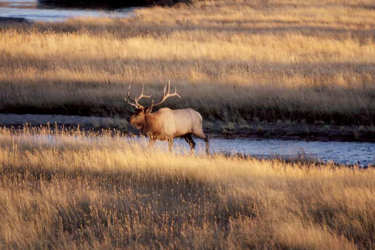  Bull Elk 