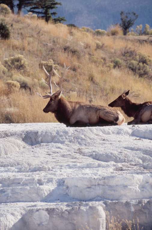  Elk at Mamoth Hot Springs 