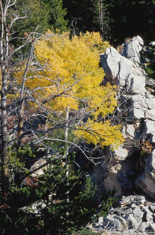  Aspen Tree changing colors 