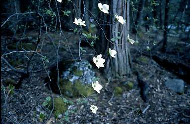 Dogwood Bloom