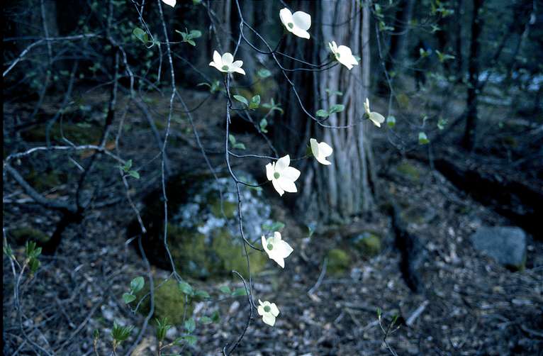  Dogwood Bloom 
